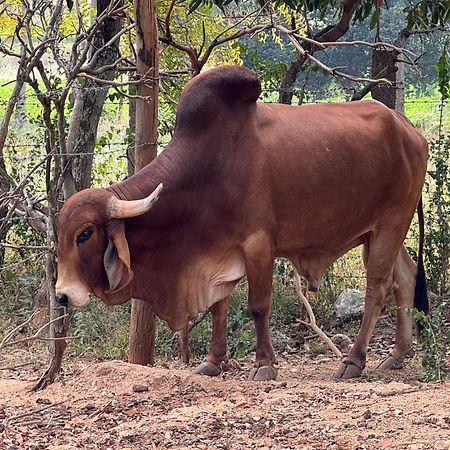 Chikoo Farm Inn Bangalore Buitenkant foto