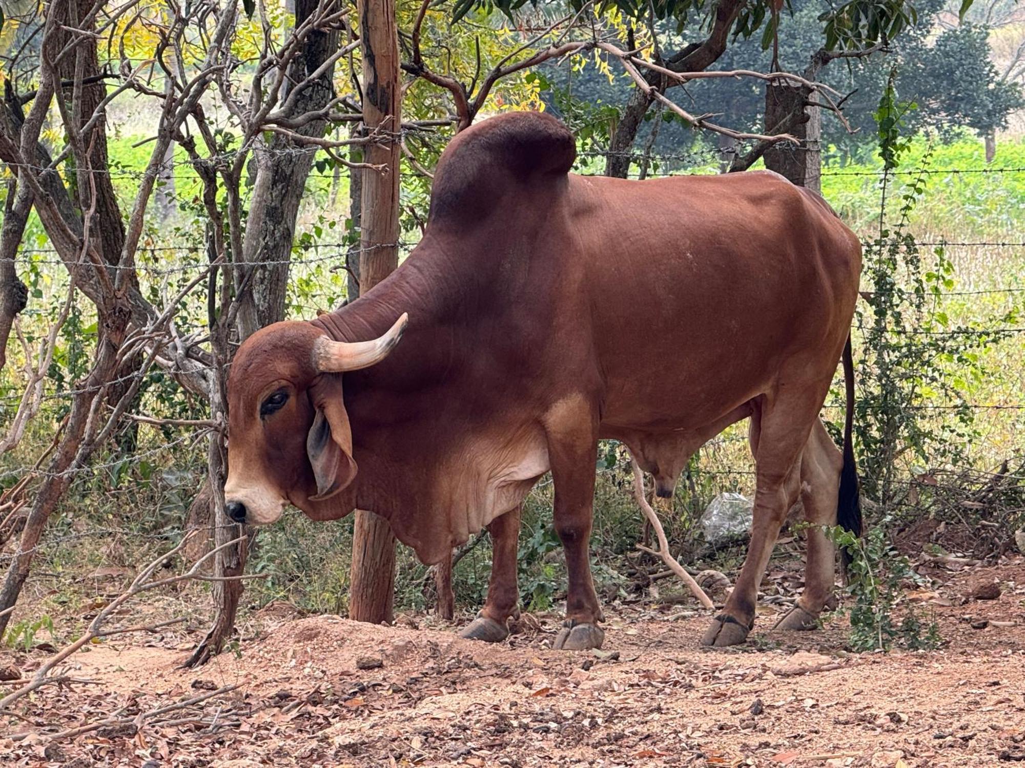Chikoo Farm Inn Bangalore Buitenkant foto