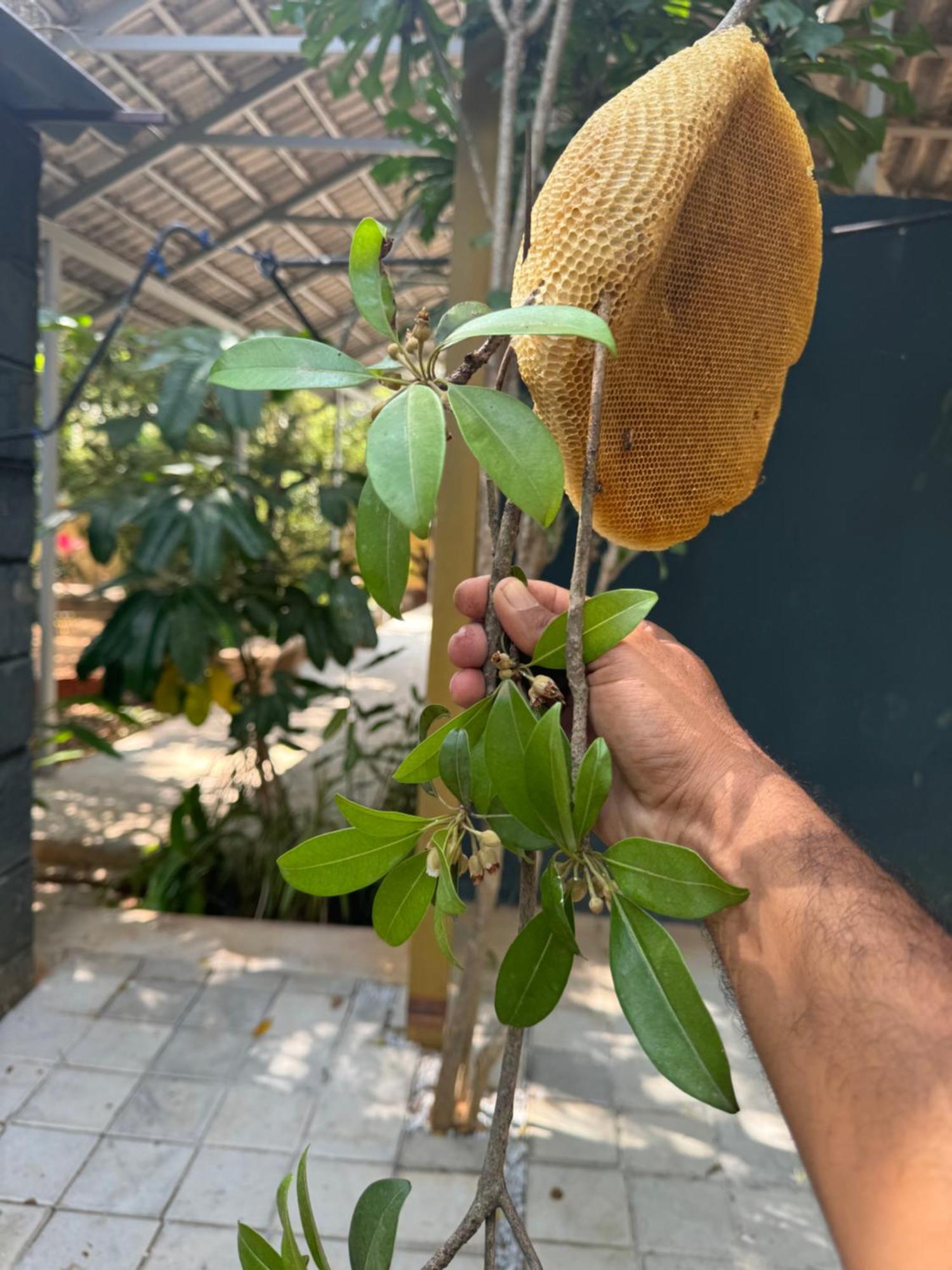 Chikoo Farm Inn Bangalore Buitenkant foto